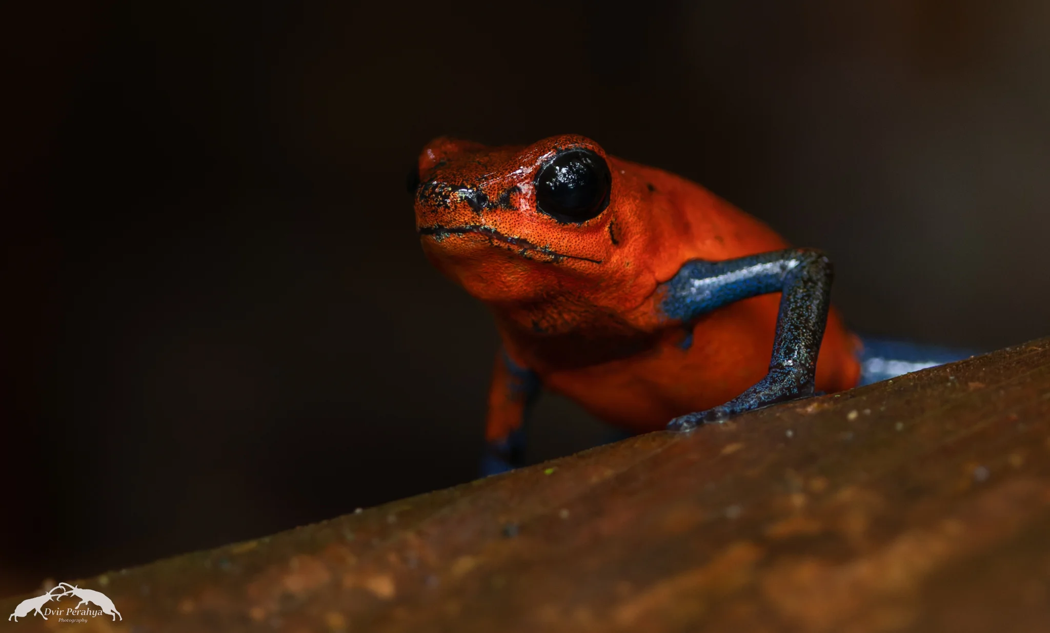Costa Rica Wildlife